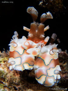 Harlequin shrimp by Stéphane Primatesta 